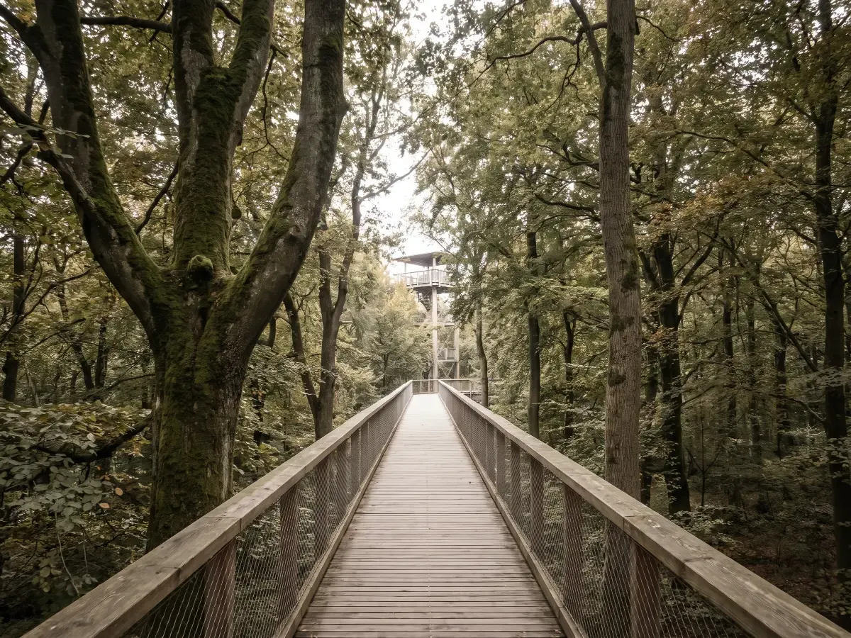 Baumkronenpfad im Nationalpark Hainich